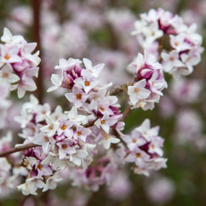 Read more about the article Late winter garden plants – highlights from a trip to RHS Wisley