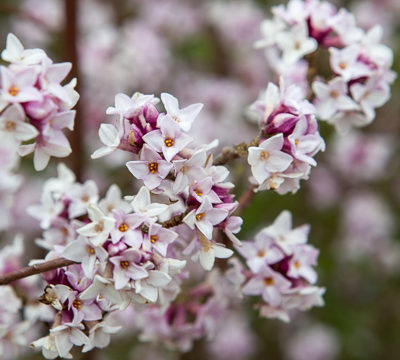 Daphne bholua 'Jacqueline Postill'