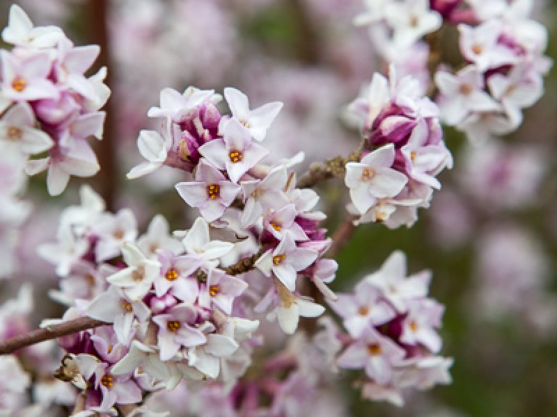 Late winter garden plants – highlights from a trip to RHS Wisley