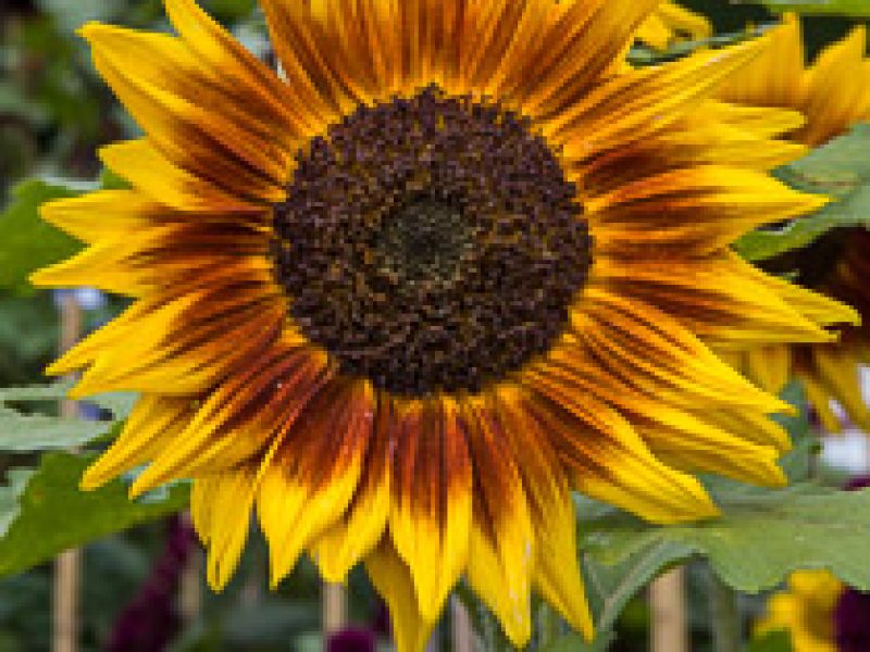 Growing annual flowers for summer colour