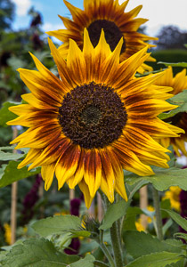 sunflowers by Firgrove Photographic