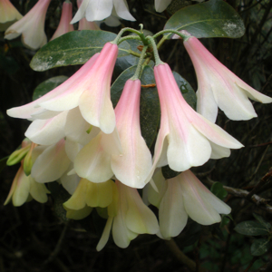 Read more about the article Expert advice on choosing and growing Rhododendrons and Azaleas