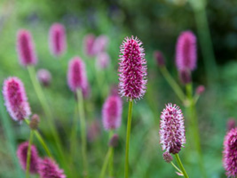 Fabulous plants for June