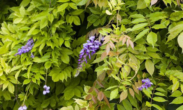 Wisteria