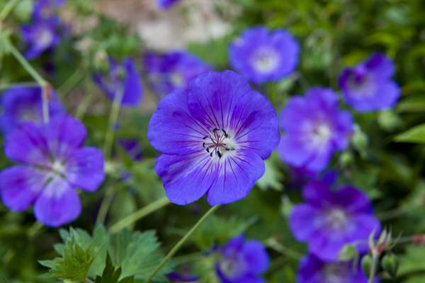 Geranium 'Rozanne'