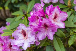 Rhododendron