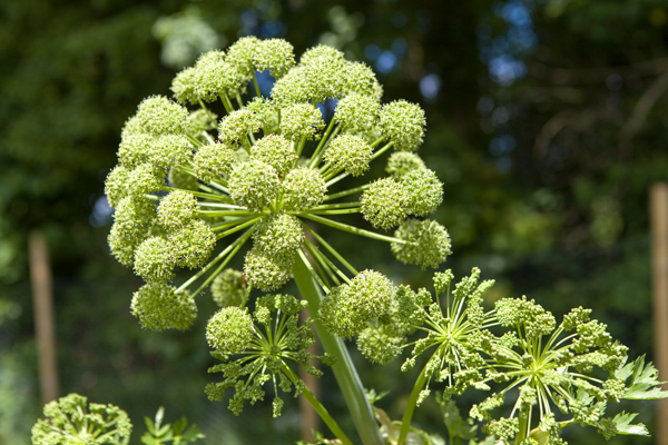 Angelica archangelica