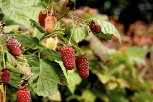 loganberries