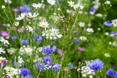 wildflower meadow