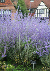 Perovskia 'Blue Spire' at RHS Wisley Gardens