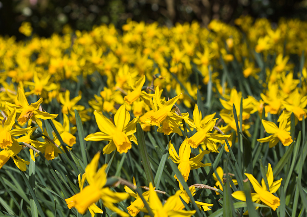 Narcissi by Firgrove Photographic