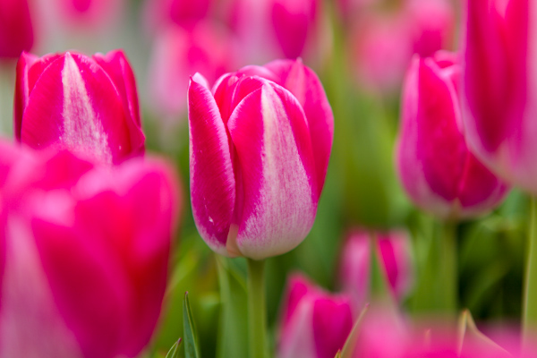 Tulips by Firgrove Photographic