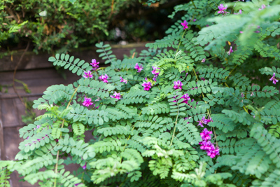 Indigofera heterantha