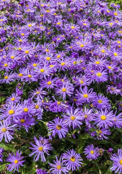 Aster Monch by Firgrove Photographic