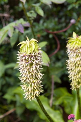 Eucomis bicolor by Firgrove Photographic