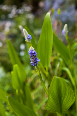 Pontederia cordata, Firgrove Photographic