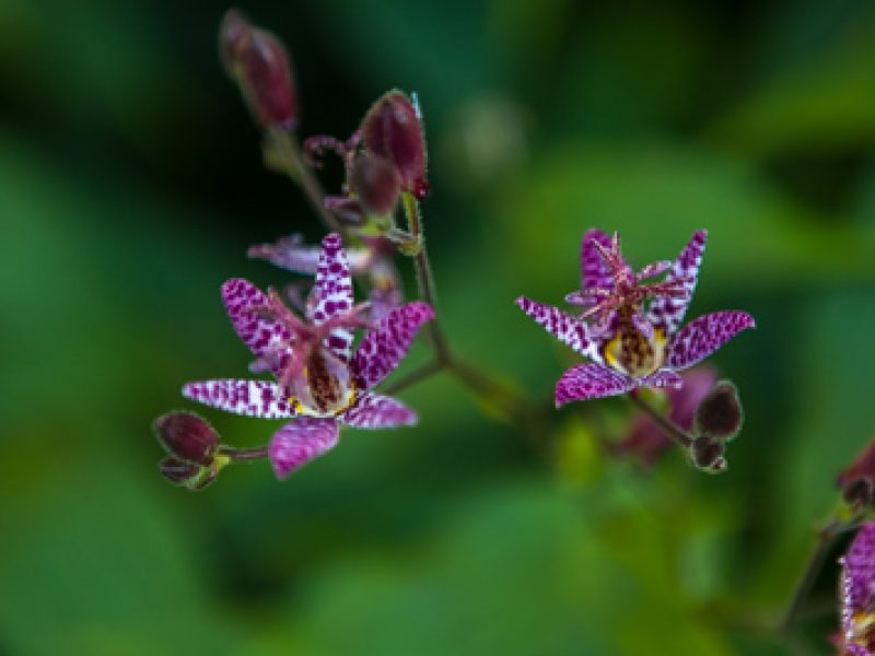 Fabulous plants for September