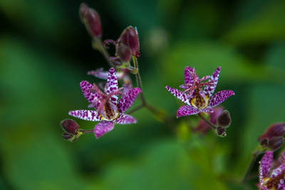 Trycirtis formosana by Firgrove Photographic