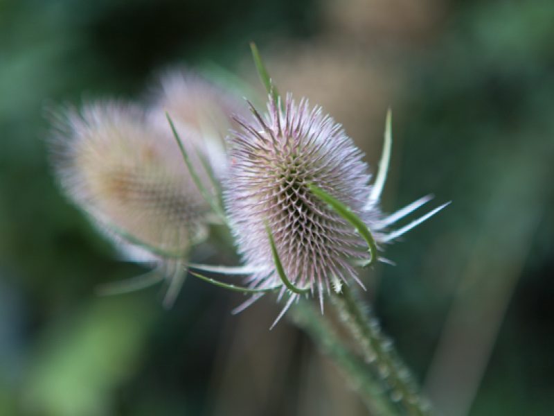 Jobs for the productive garden in September