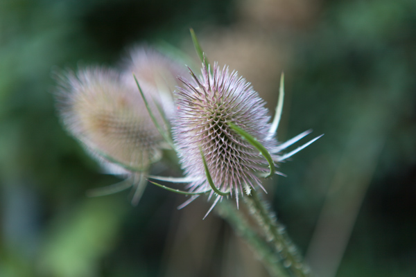 Teasels by Firgrove Photographic