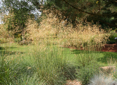 Stipa gigantea