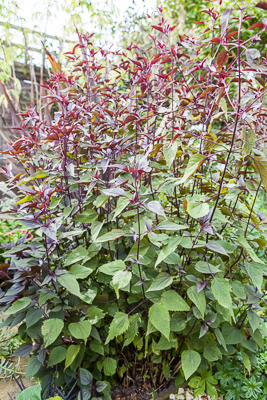 Ageratina by Firgrove Photographic