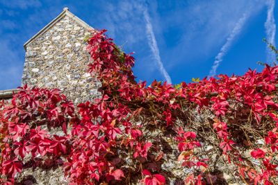 Virginia creeper