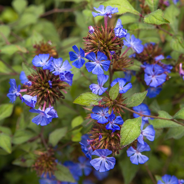 Ceratostigma willmottianum by Firgrove Photographic