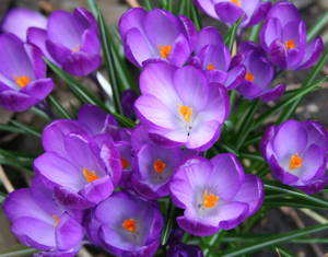 crocus