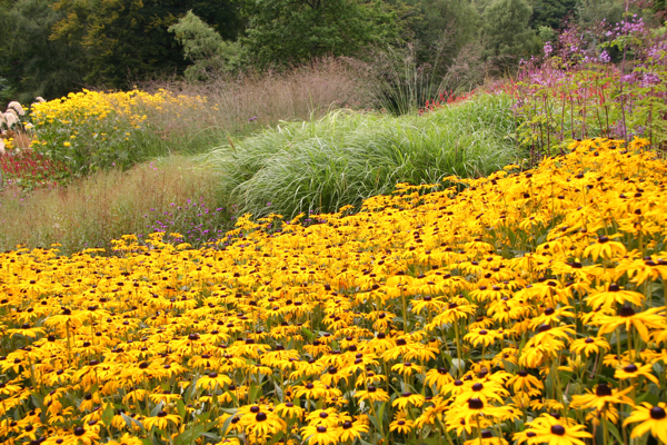 prairie planting