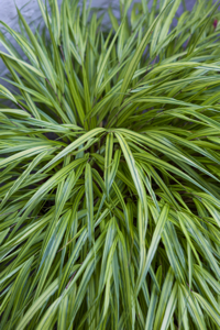 Hakonechloa