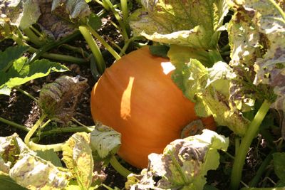 pumpkin ripening