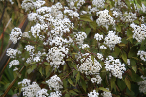 Ageratina 'Chocolate'