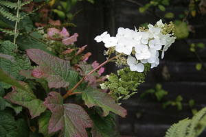 Hydrangea quercifolia