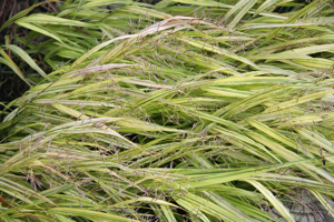 Hakonechloa macra Aureola