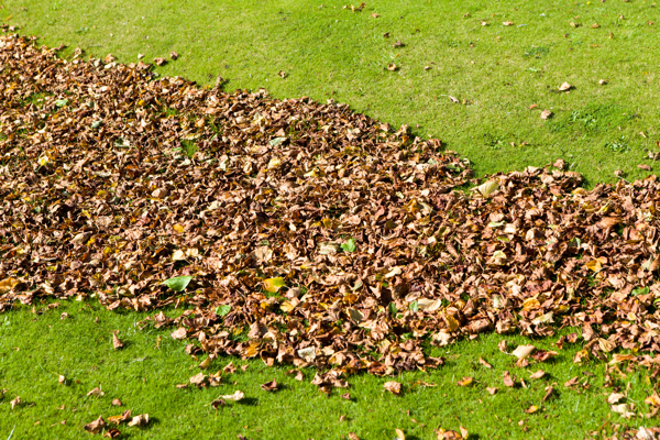 rake up leaves