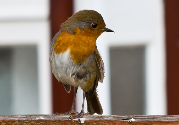 Robin in Garden by Firgrove Photographic