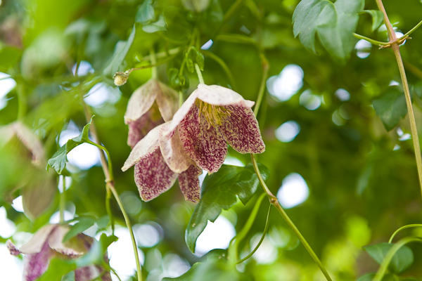 Clematis cirrhosa Freckles