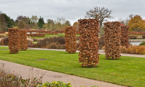 Beech columns and hedges at RHS Wisley