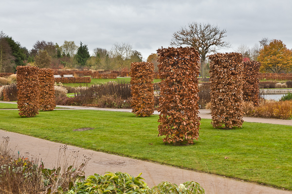 Beech columns and hedges at RHS Wisley