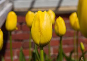 Tulips by Firgrove Photographic