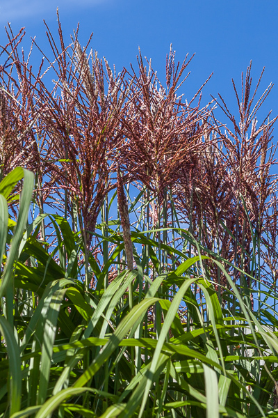 Miscanthus sinensis 'Malepartus'