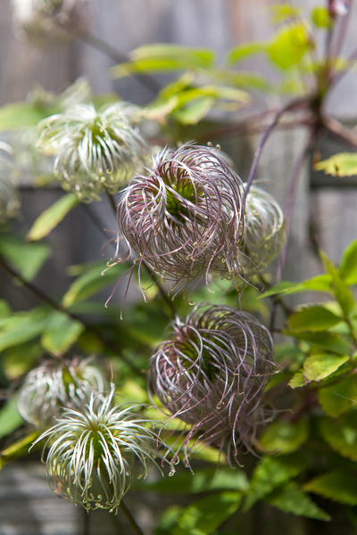 Clematis Freckles seedheads
