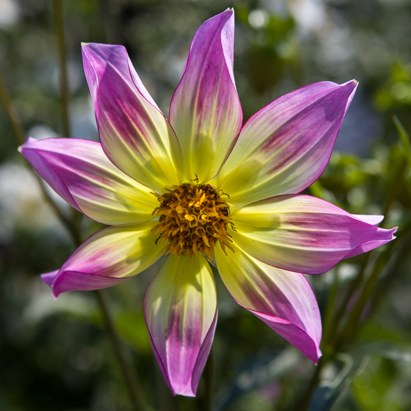 Dahlia by Firgrove Photographic