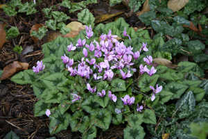 cyclamen hederifolium