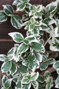 Euonymus fortunei 'Emerald Gaiety'