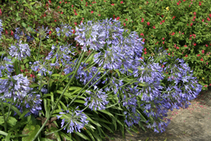 Agapanthus