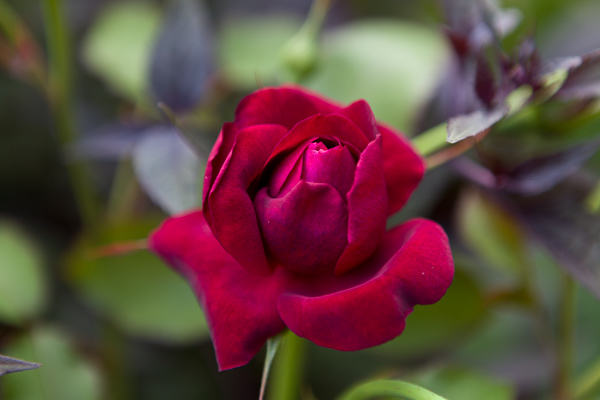 Rose by Firgrove Photographic