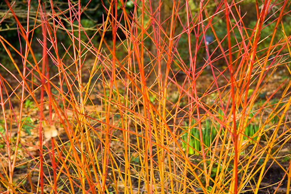 Cornus Midwinter Fire