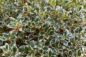 Read more about the article Fabulous plants for December